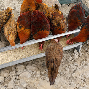 Metal Chicken Feeder Chicken Feeding Trough with Drainage Holes-Silver view 3