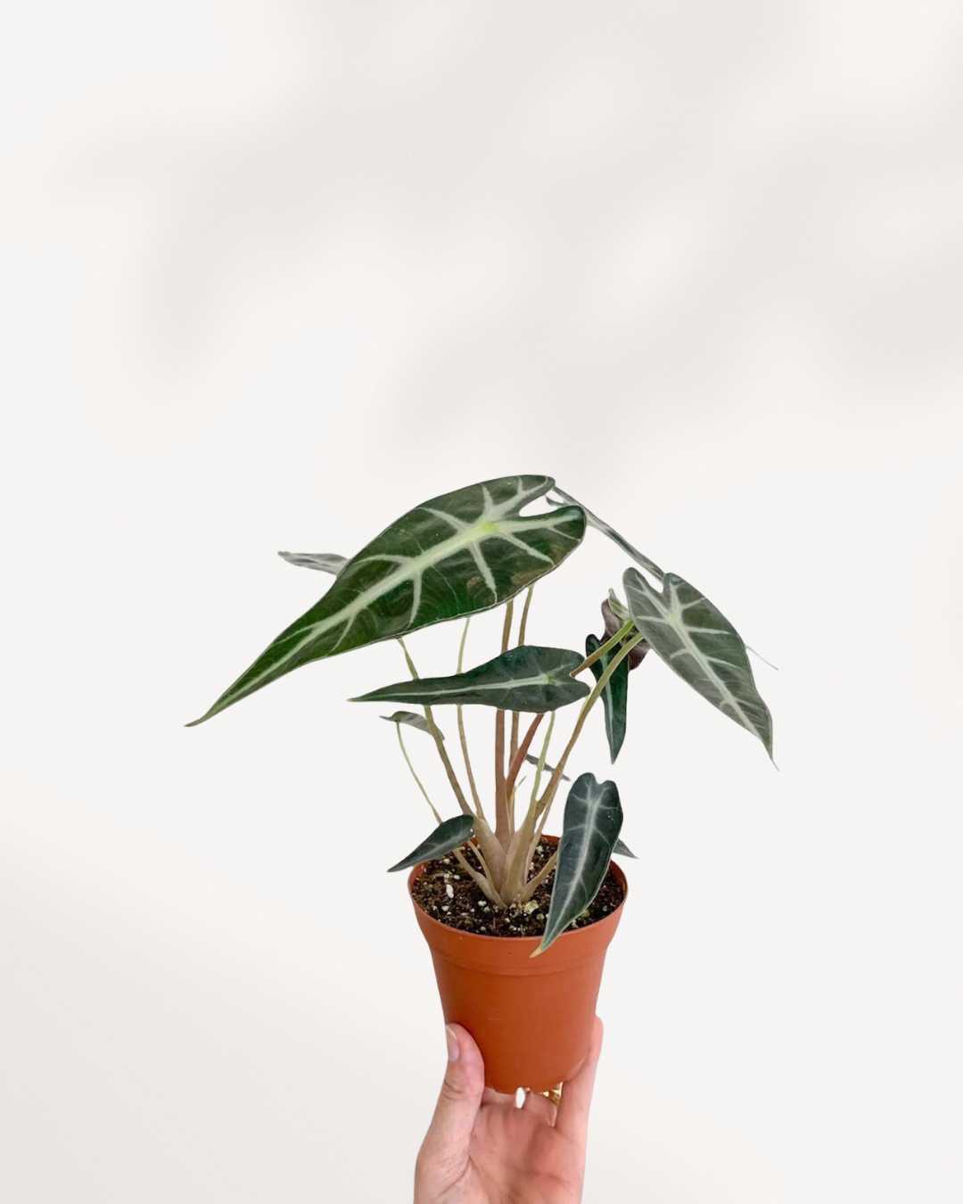 Alocasia Bambino, A Compact Beauty with Bold Leaves