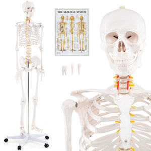 Life Size Human Skeleton Model for Anatomy Anatomical Skeleton with Nerves System view 4