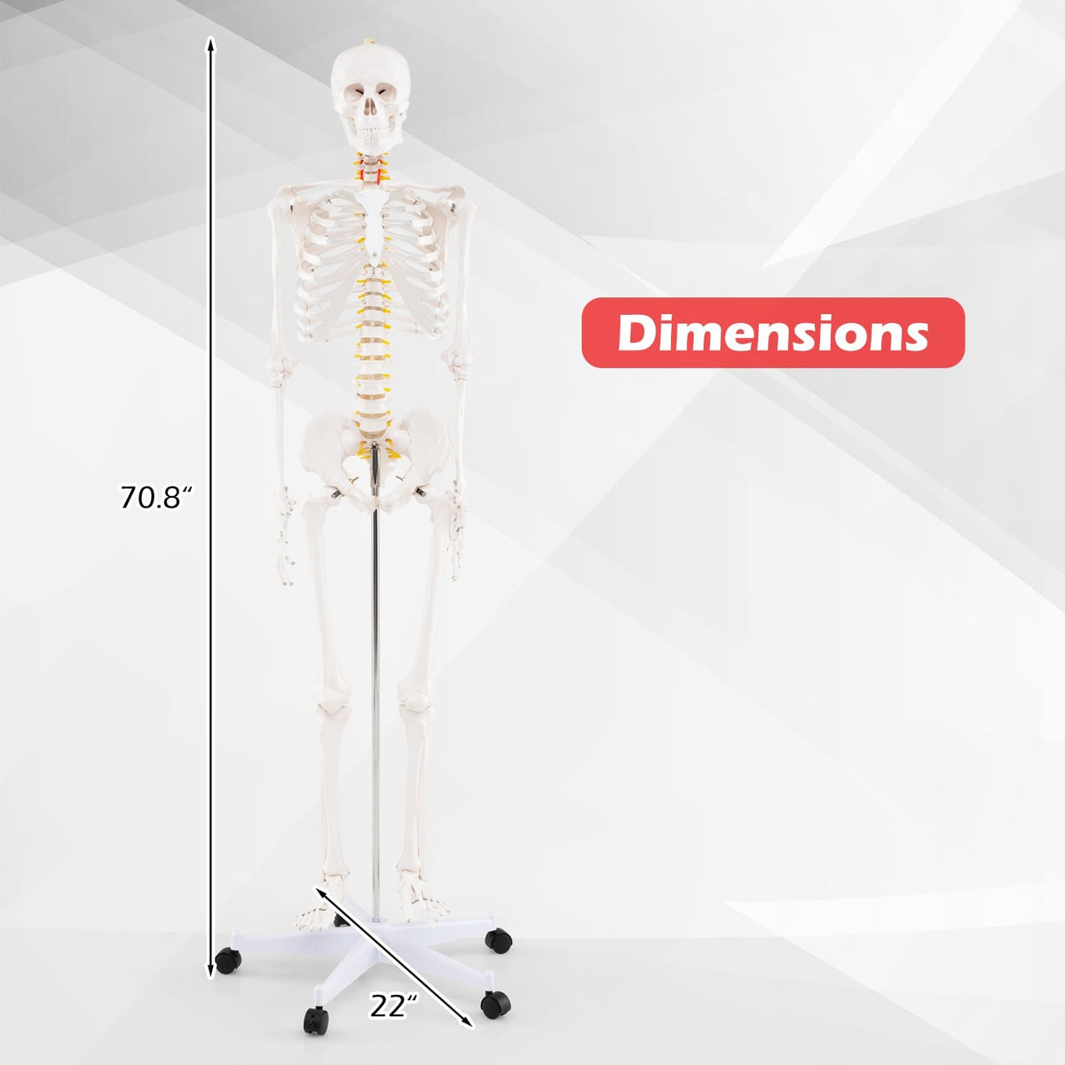 Life Size Human Skeleton Model for Anatomy Anatomical Skeleton with Nerves System view 5