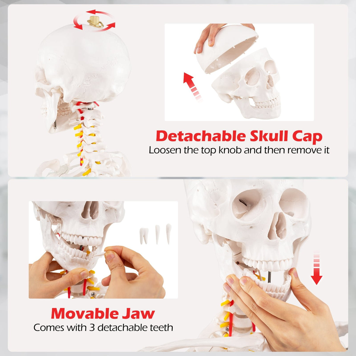 Life Size Human Skeleton Model for Anatomy Anatomical Skeleton with Nerves System view 6