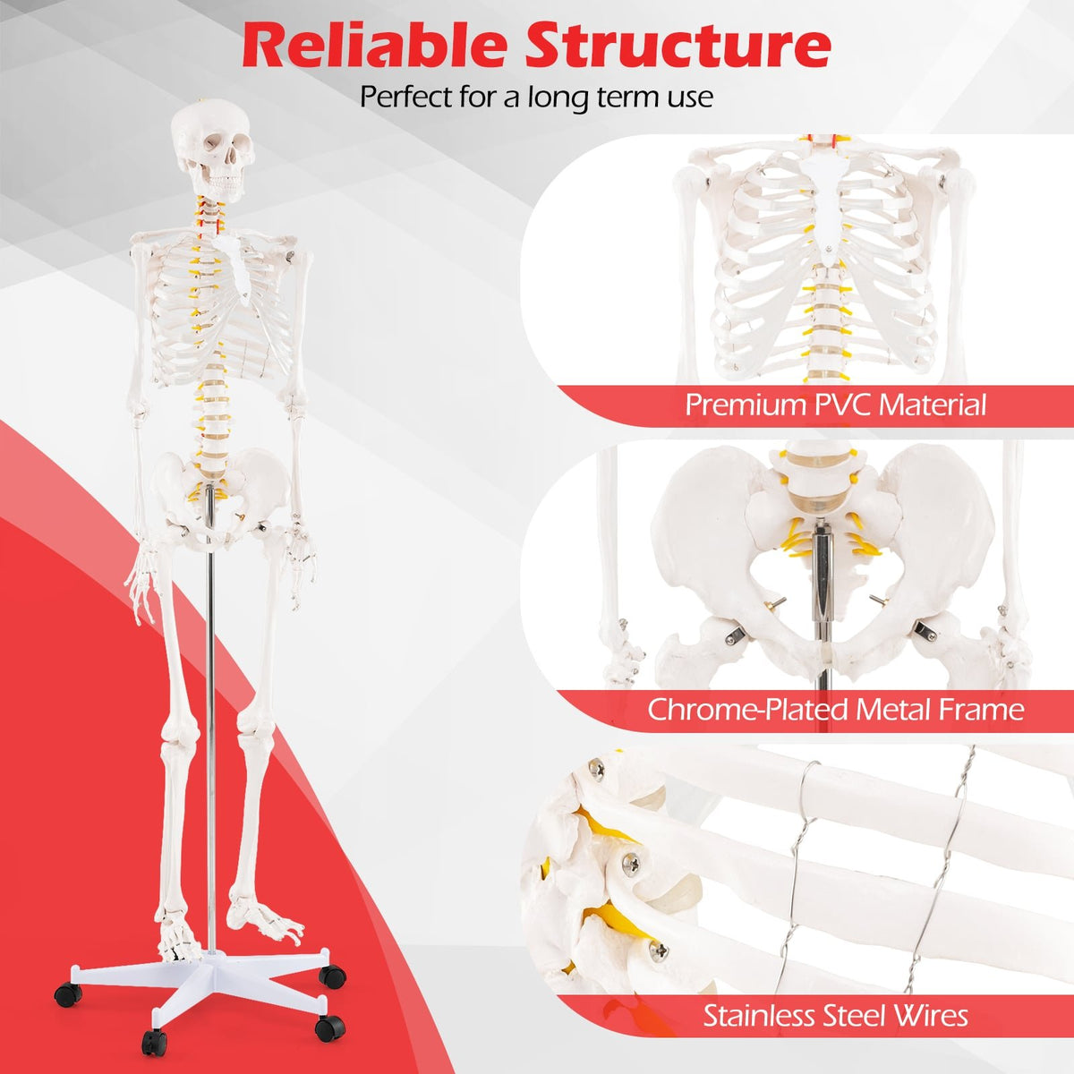 Life Size Human Skeleton Model for Anatomy Anatomical Skeleton with Nerves System view 7