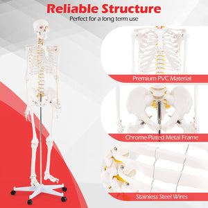 Life Size Human Skeleton Model for Anatomy Anatomical Skeleton with Nerves System view 7