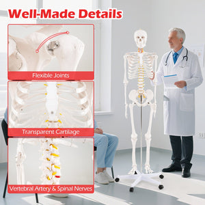Life Size Human Skeleton Model for Anatomy Anatomical Skeleton with Nerves System view 9