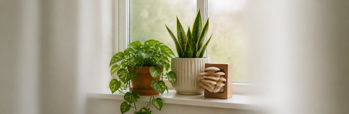 Plants & Indoor Garden category banner