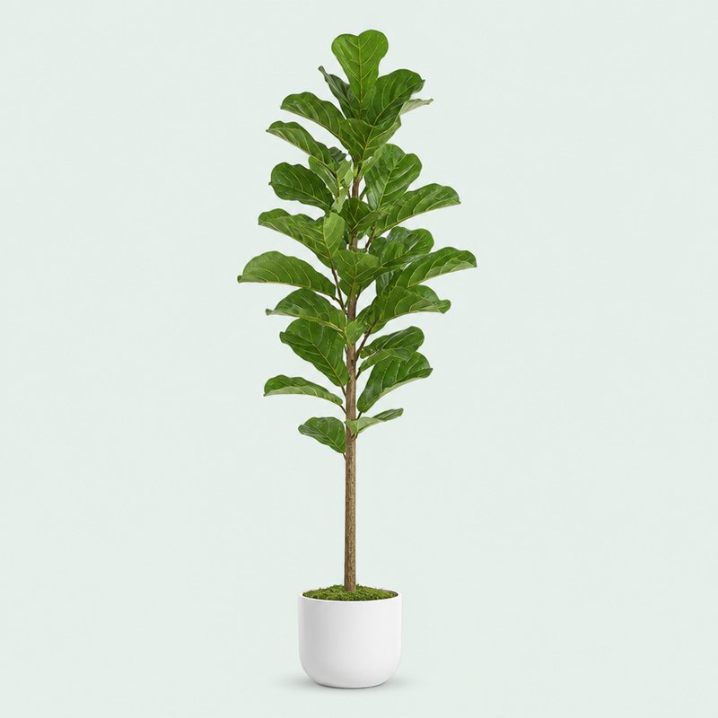 Artificial fiddle leaf fig tree in a white pot on a plain sage background